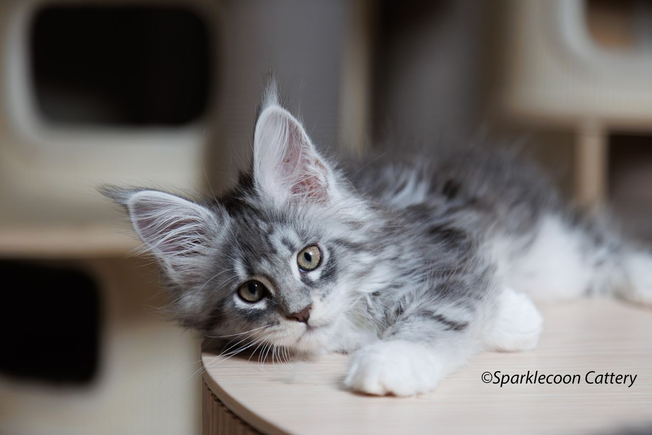 Super Dai - Blue Silver Classic Tabby with White - litter star 2023 11 16 right leg 1 — Maine Coon
