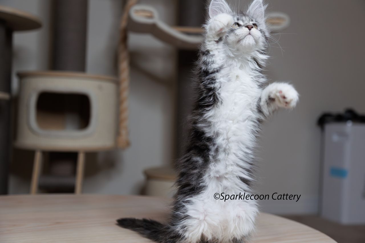 Super Dai - Blue Silver Classic Tabby with White - litter star 2023 11 16 right leg 2 — Maine Coon