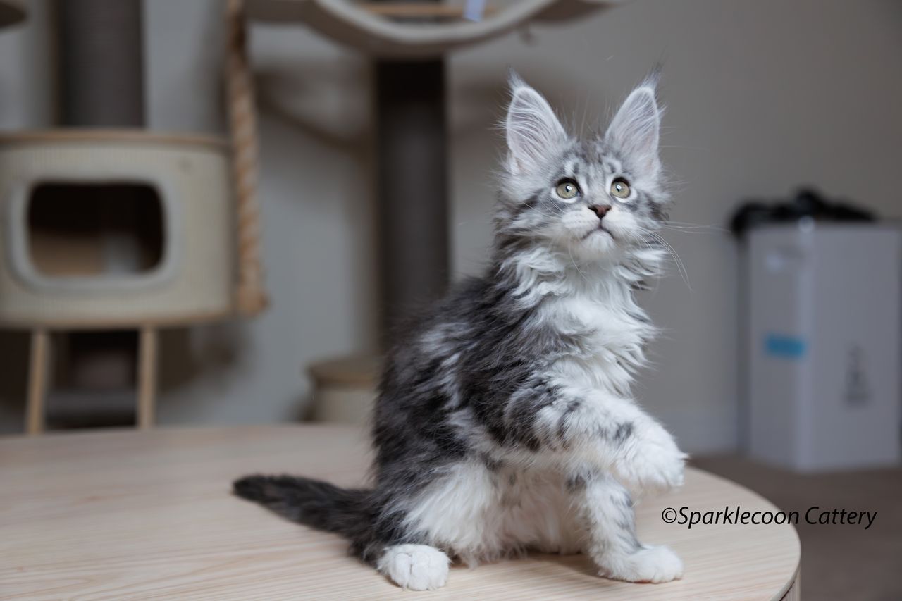 Super Dai - Blue Silver Classic Tabby with White - litter star 2023 11 16 right leg 3 — Maine Coon