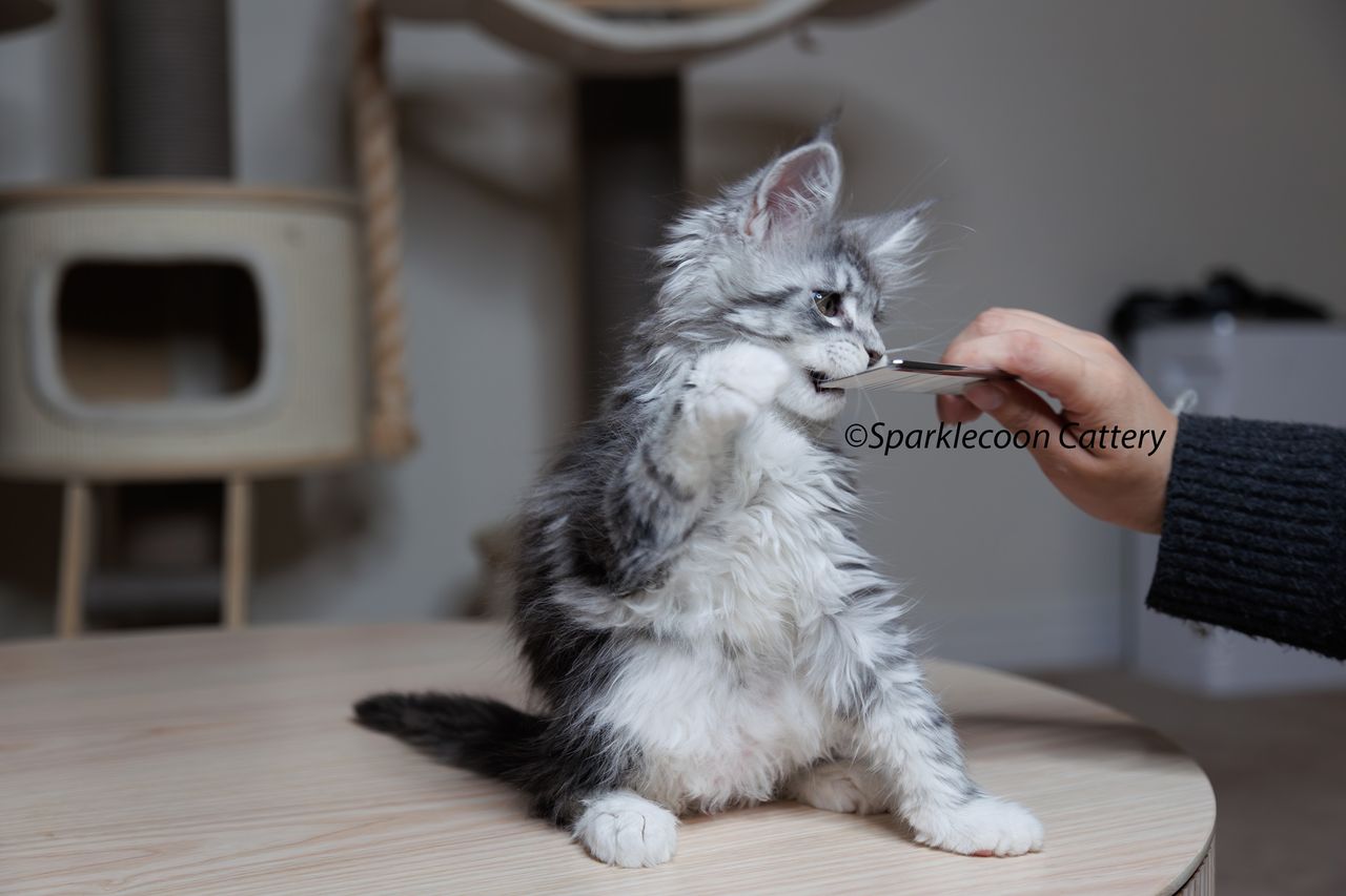 Super Dai - Blue Silver Classic Tabby with White - litter star 2023 11 16 right leg 4 — Maine Coon