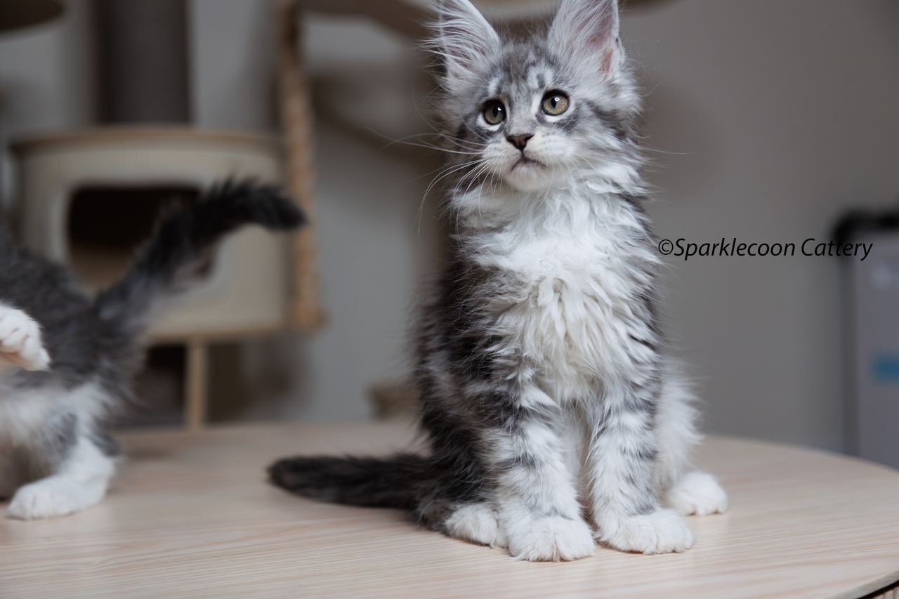 Super Dai - Blue Silver Classic Tabby with White - litter star 2023 11 16 right leg 5 — Maine Coon