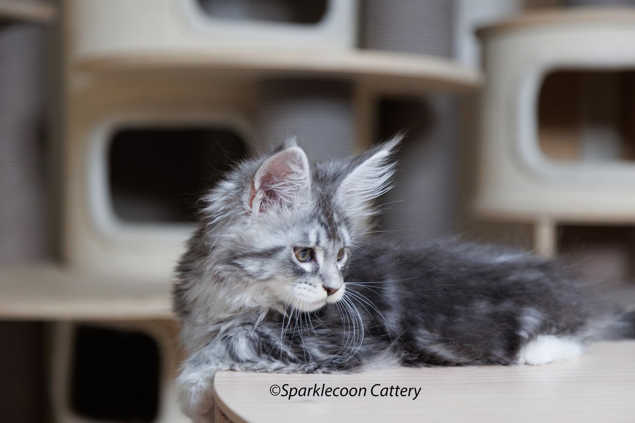 Super Dai - Blue Silver Classic Tabby with White - litter star 2023 11 16 right leg 6 — Maine Coon