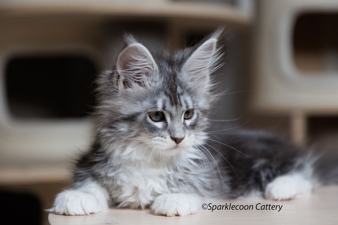 Super Dai - Blue Silver Classic Tabby with White - litter star 2023 11 16 right leg 7 — Maine Coon