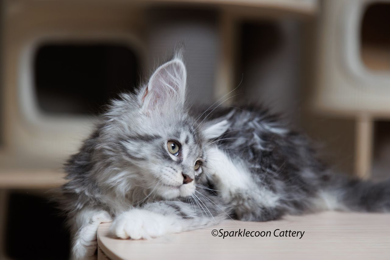 Super Dai - Blue Silver Classic Tabby with White - litter star 2023 11 16 right leg 8 — Maine Coon