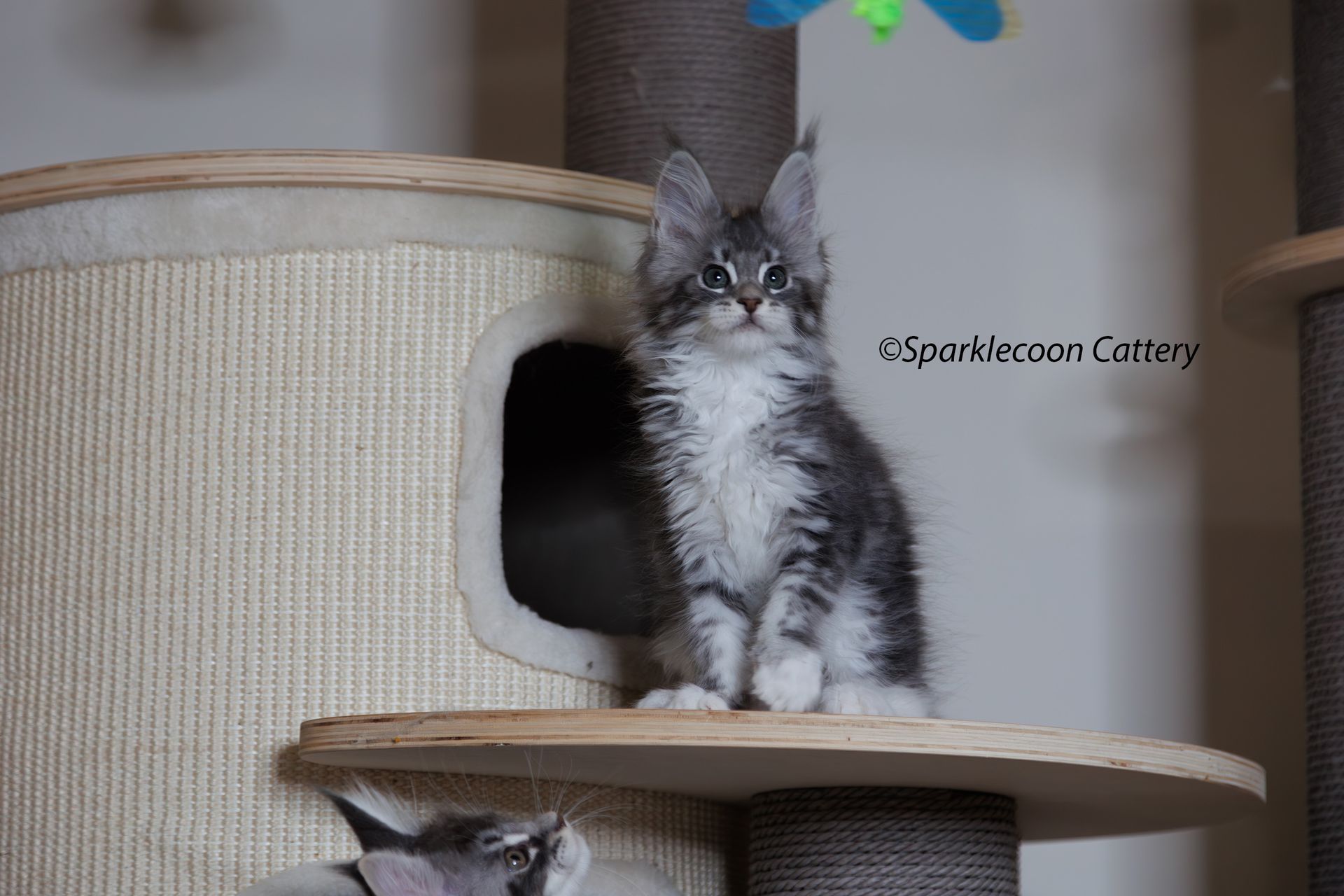 Pupu - Maine Coon Kitten