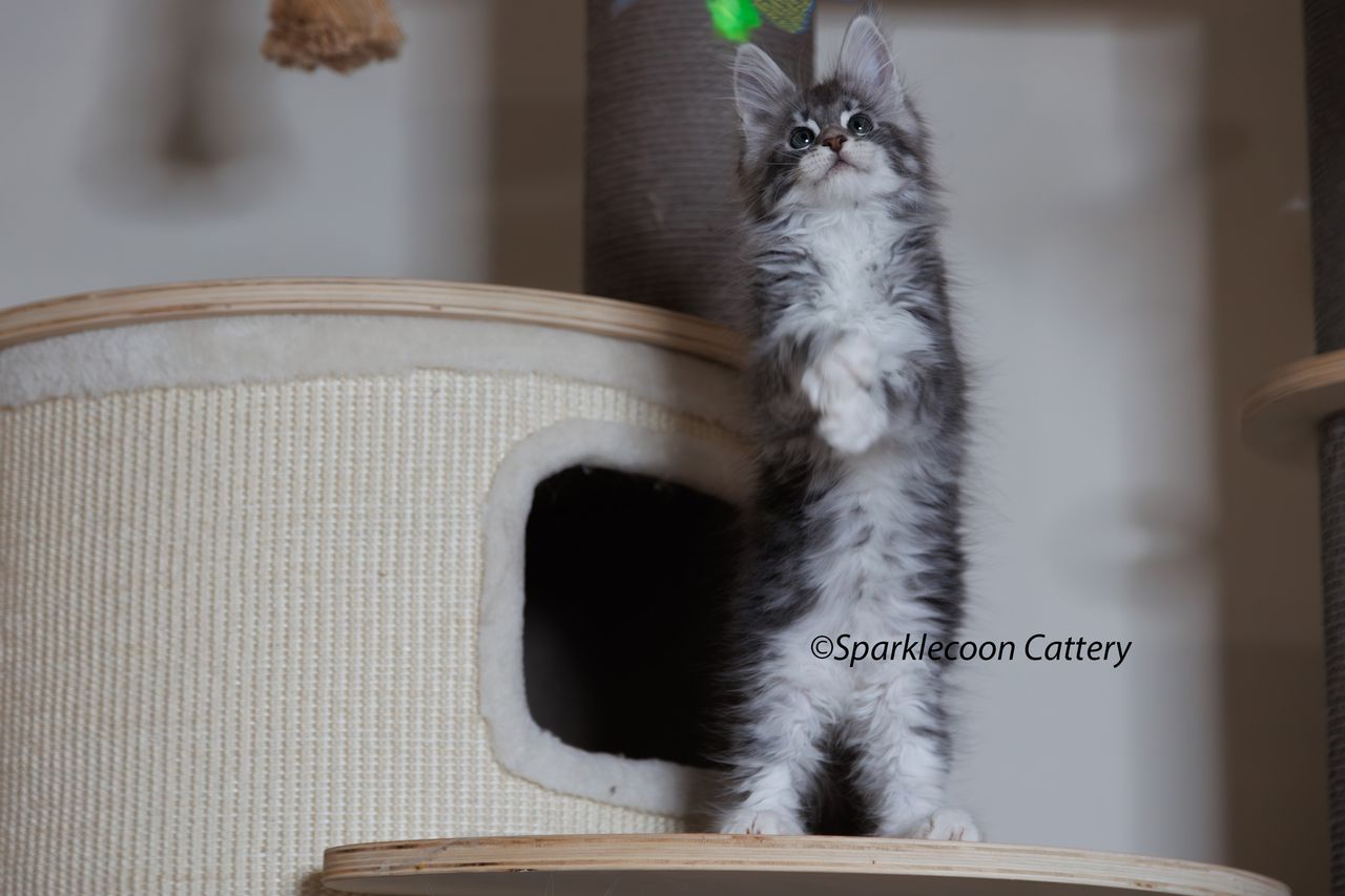 Pupu - Blue Silver Classic Tabby with White - litter star 2023 11 16 right paw 2 — Maine Coon