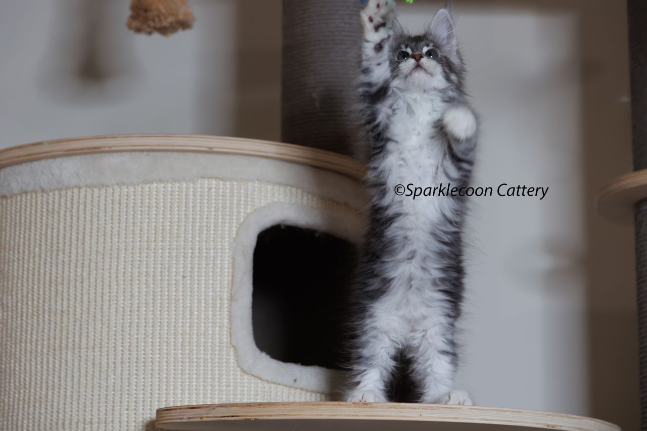 Pupu - Blue Silver Classic Tabby with White - litter star 2023 11 16 right paw 3 — Maine Coon