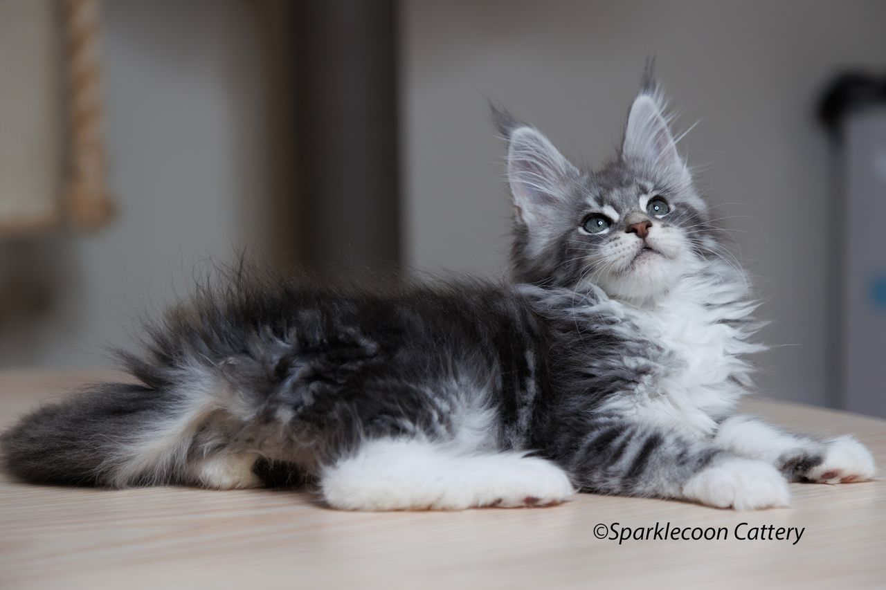 Pupu - Blue Silver Classic Tabby with White - litter star 2023 11 16 right paw 4 — Maine Coon