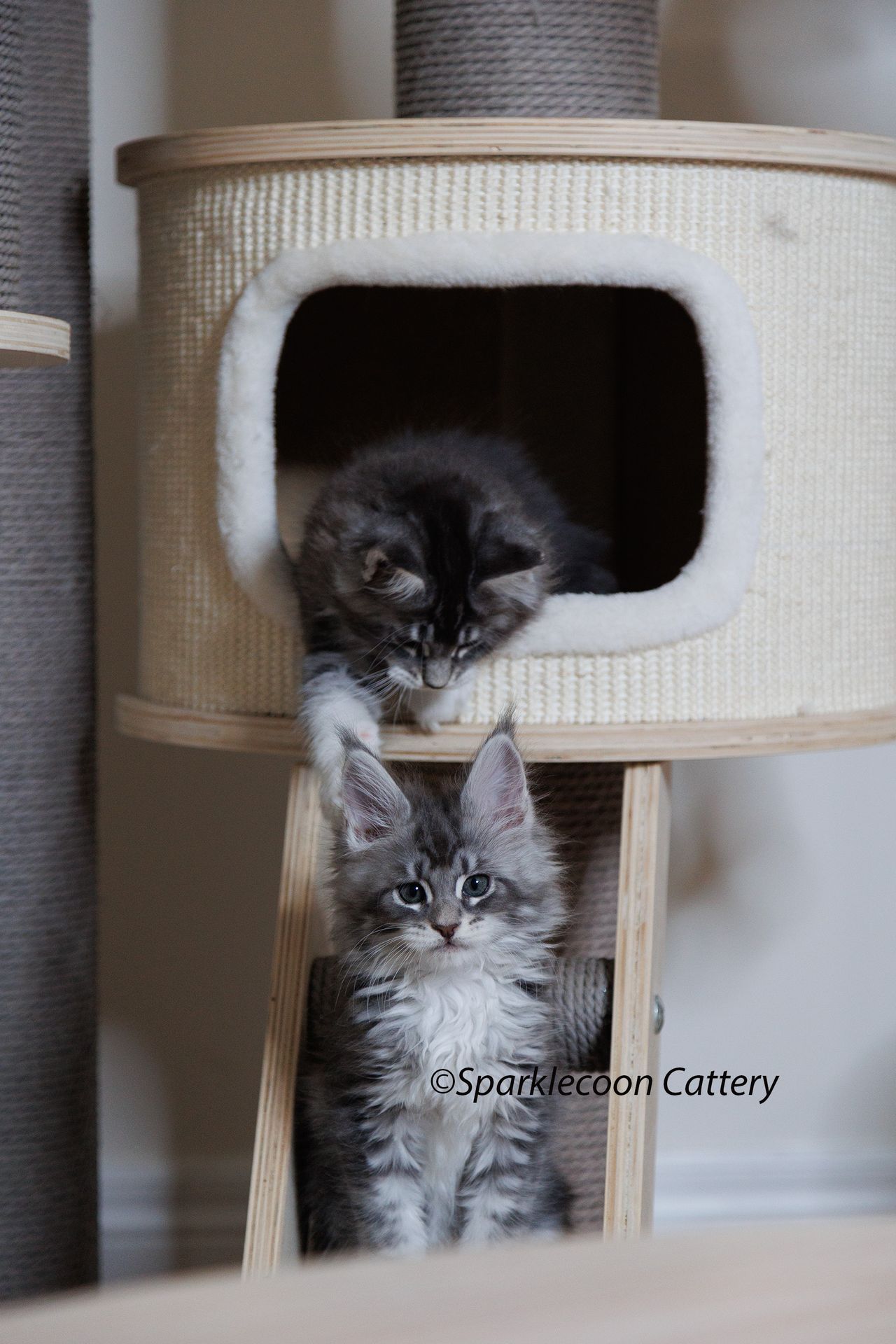 Pupu - Blue Silver Classic Tabby with White - litter star 2023 11 16 right paw 5 — Maine Coon