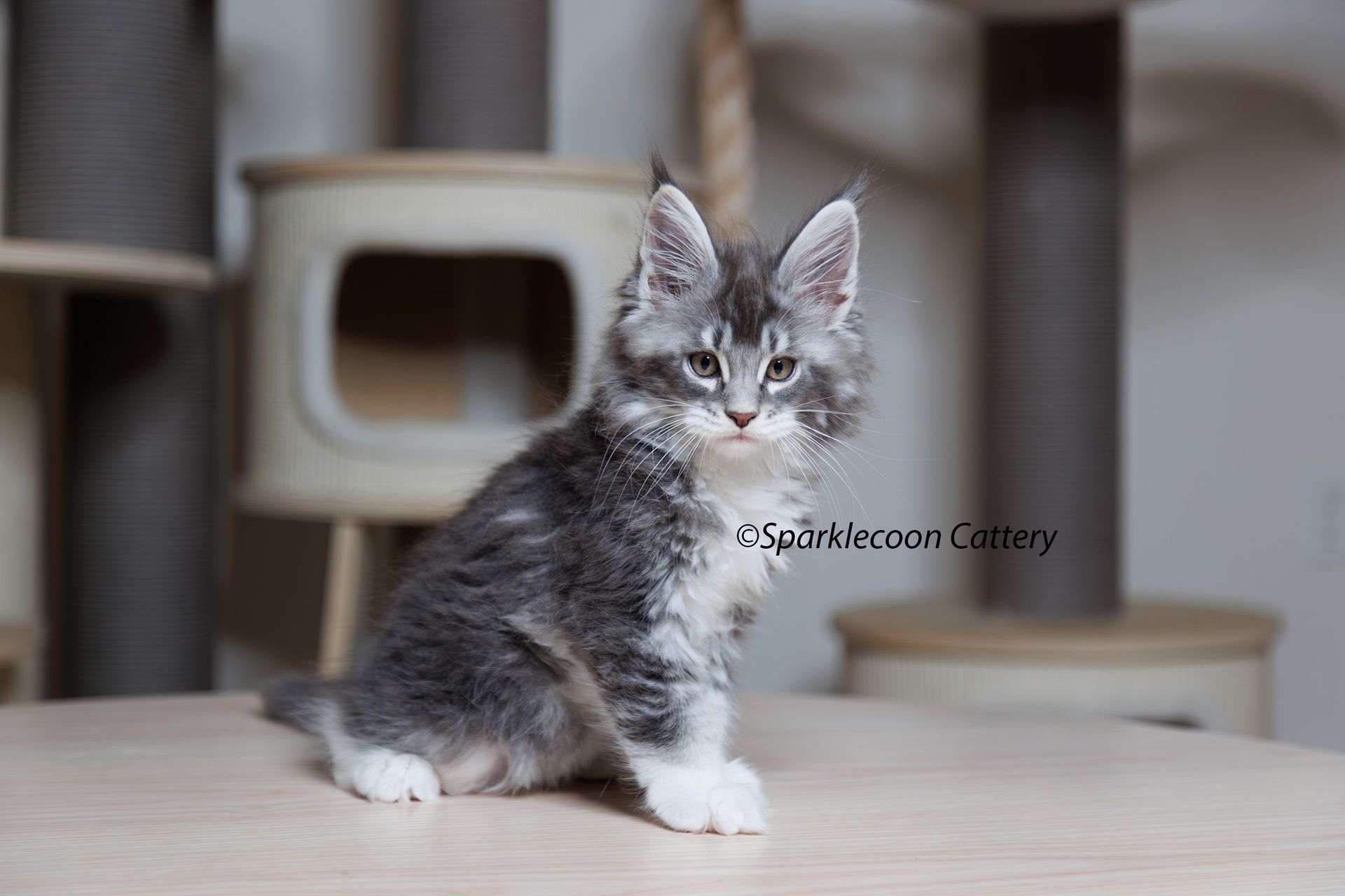 Jordan - Maine Coon Kitten