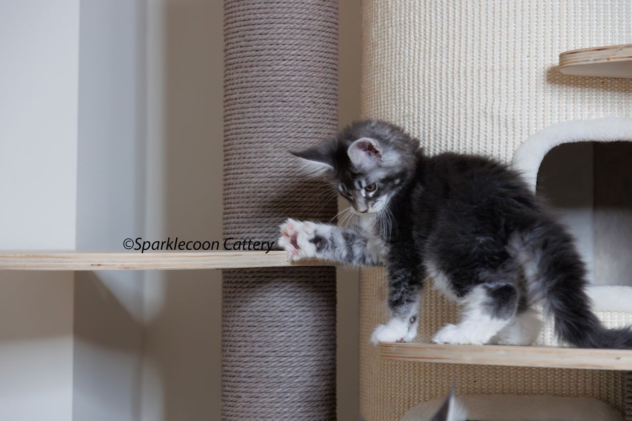 Jordan - Blue Silver Ticked Tabby with White - litter star 2023 11 16 tail 10 — Maine Coon