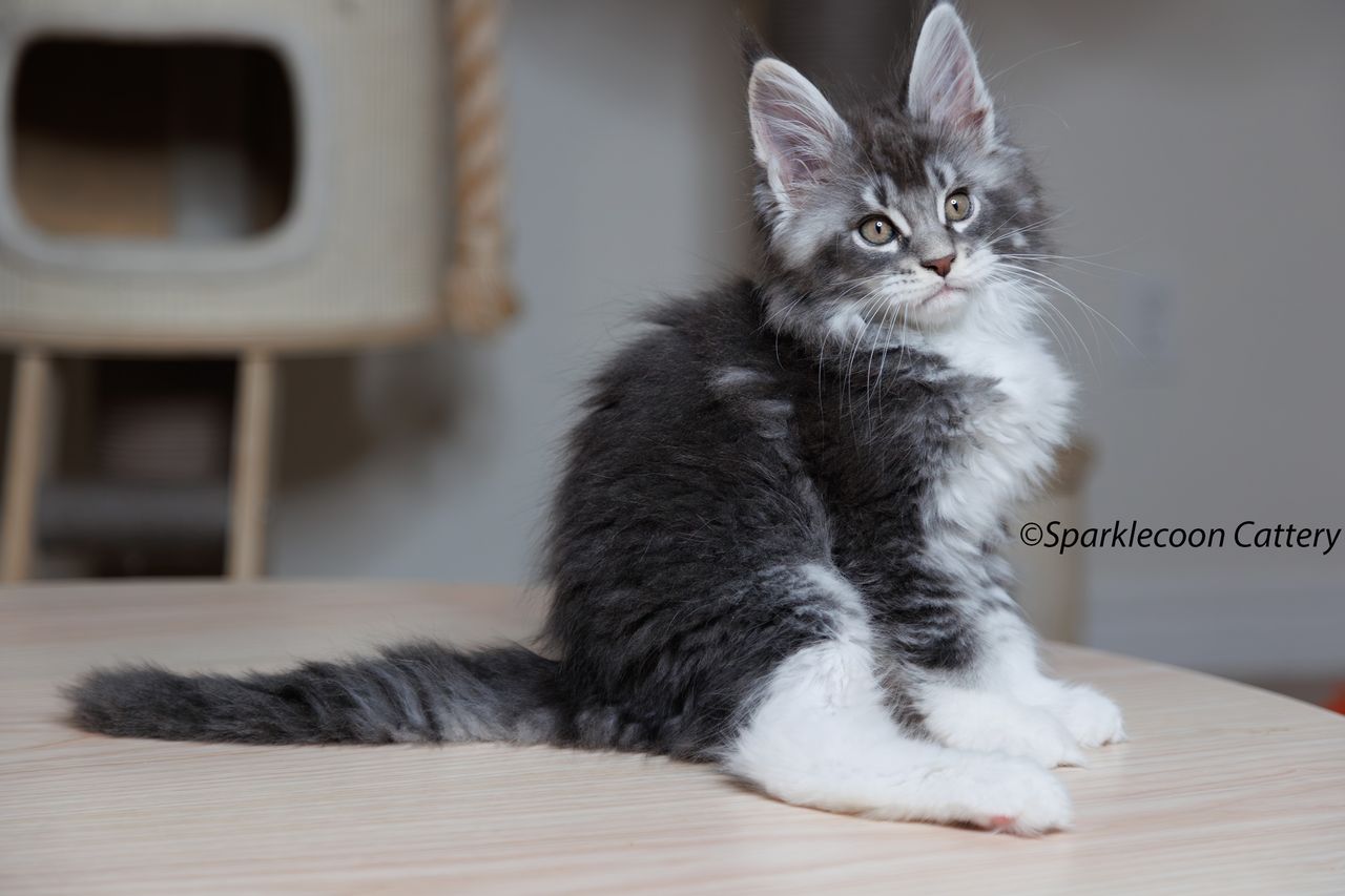 Jordan - Blue Silver Ticked Tabby with White - litter star 2023 11 16 tail 2 — Maine Coon