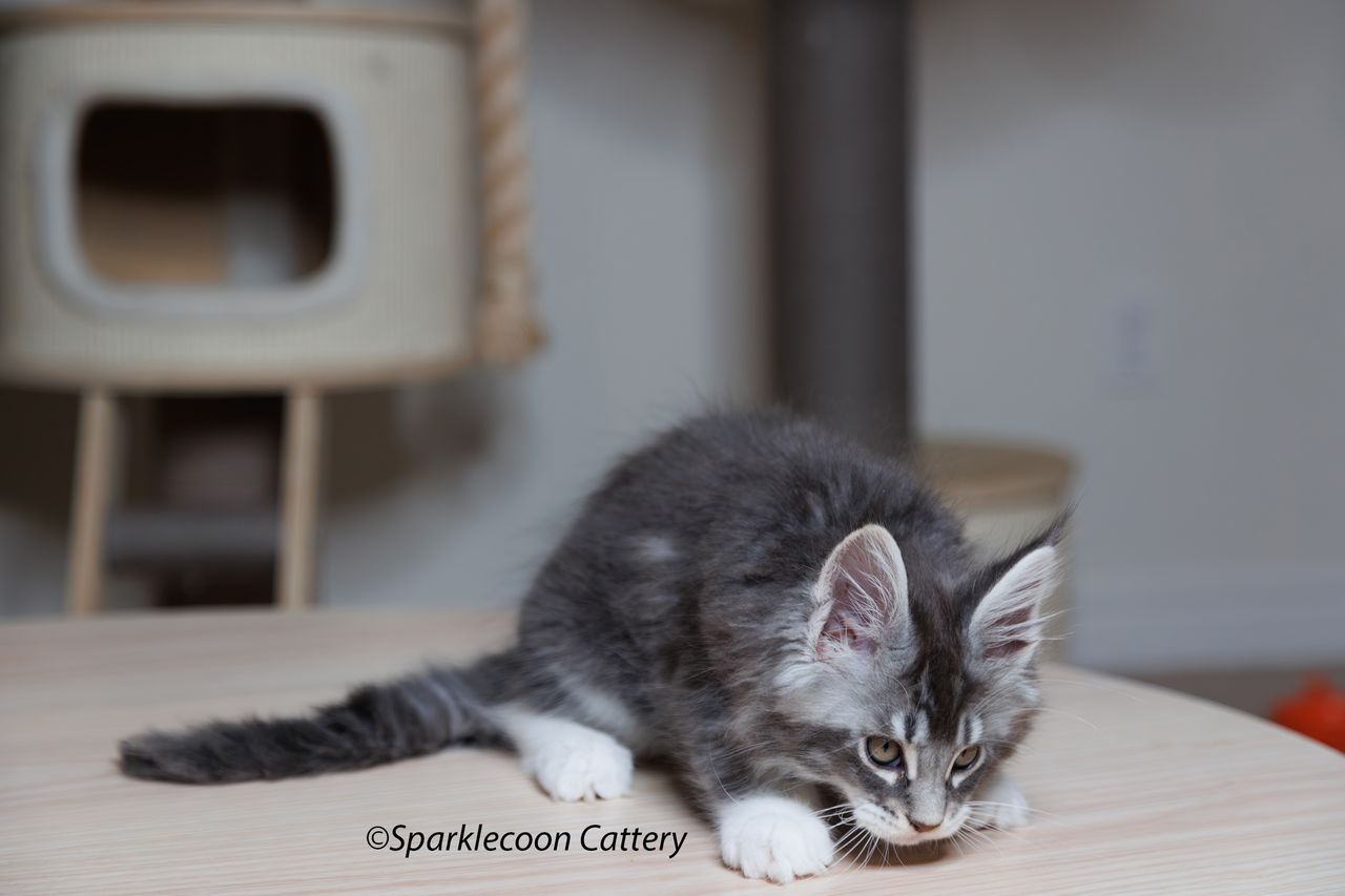 Jordan - Blue Silver Ticked Tabby with White - litter star 2023 11 16 tail 3 — Maine Coon