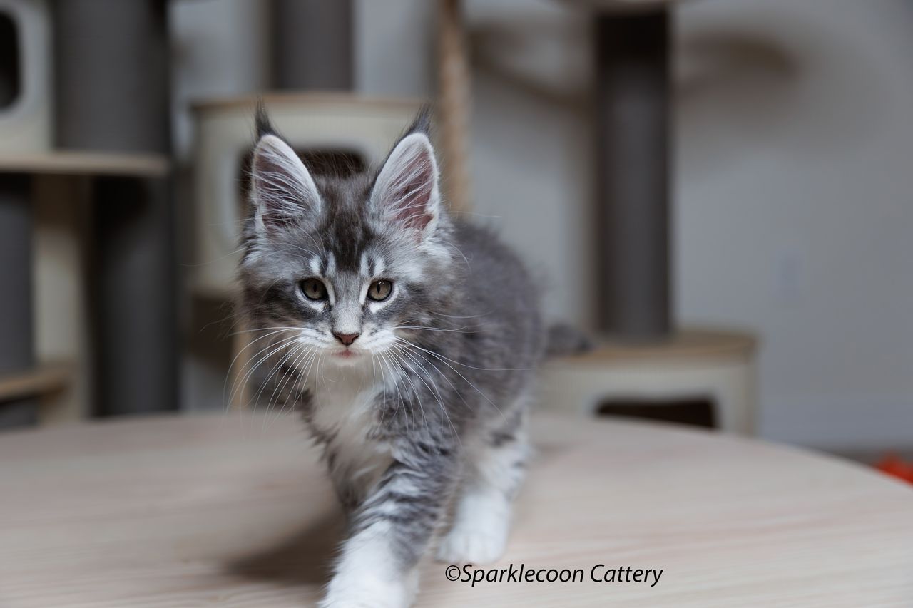 Jordan - Blue Silver Ticked Tabby with White - litter star 2023 11 16 tail 4 — Maine Coon