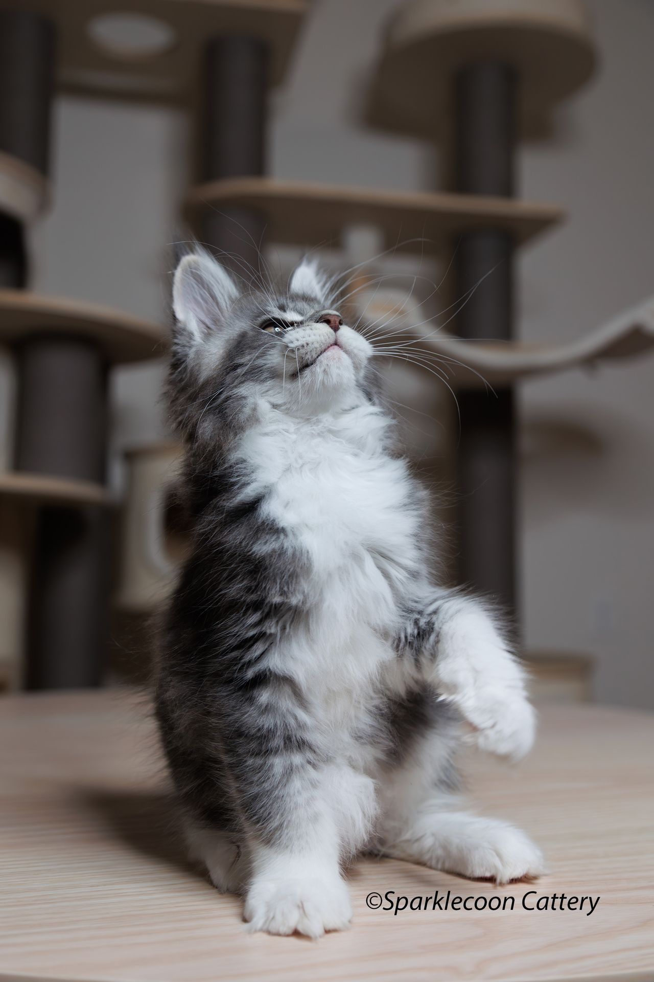 Jordan - Blue Silver Ticked Tabby with White - litter star 2023 11 16 tail 5 — Maine Coon