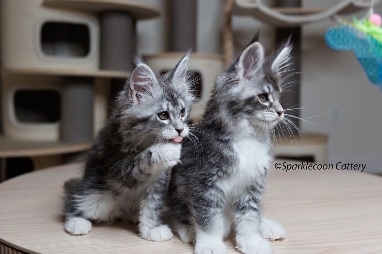 Jordan - Blue Silver Ticked Tabby with White - litter star 2023 11 16 tail 6 — Maine Coon