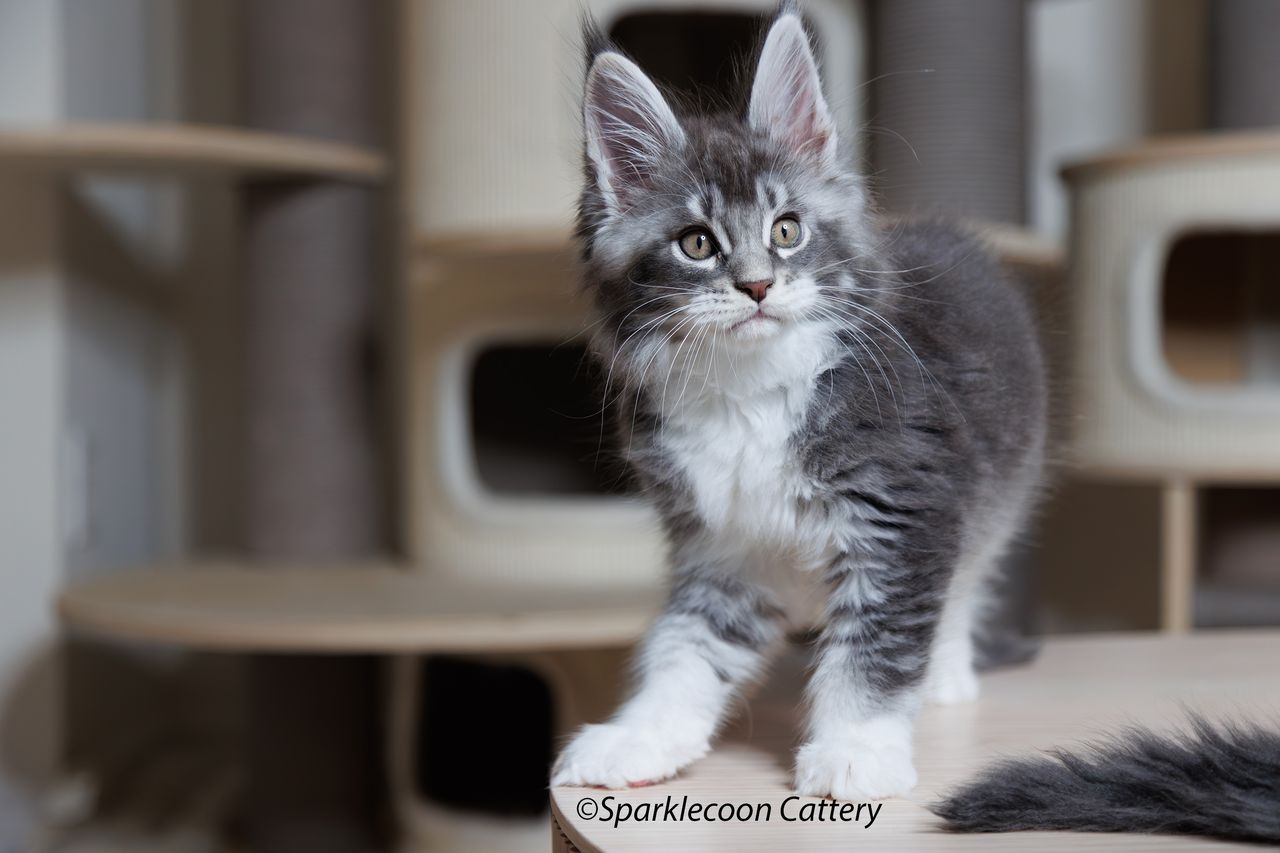 Jordan - Blue Silver Ticked Tabby with White - litter star 2023 11 16 tail 7 — Maine Coon