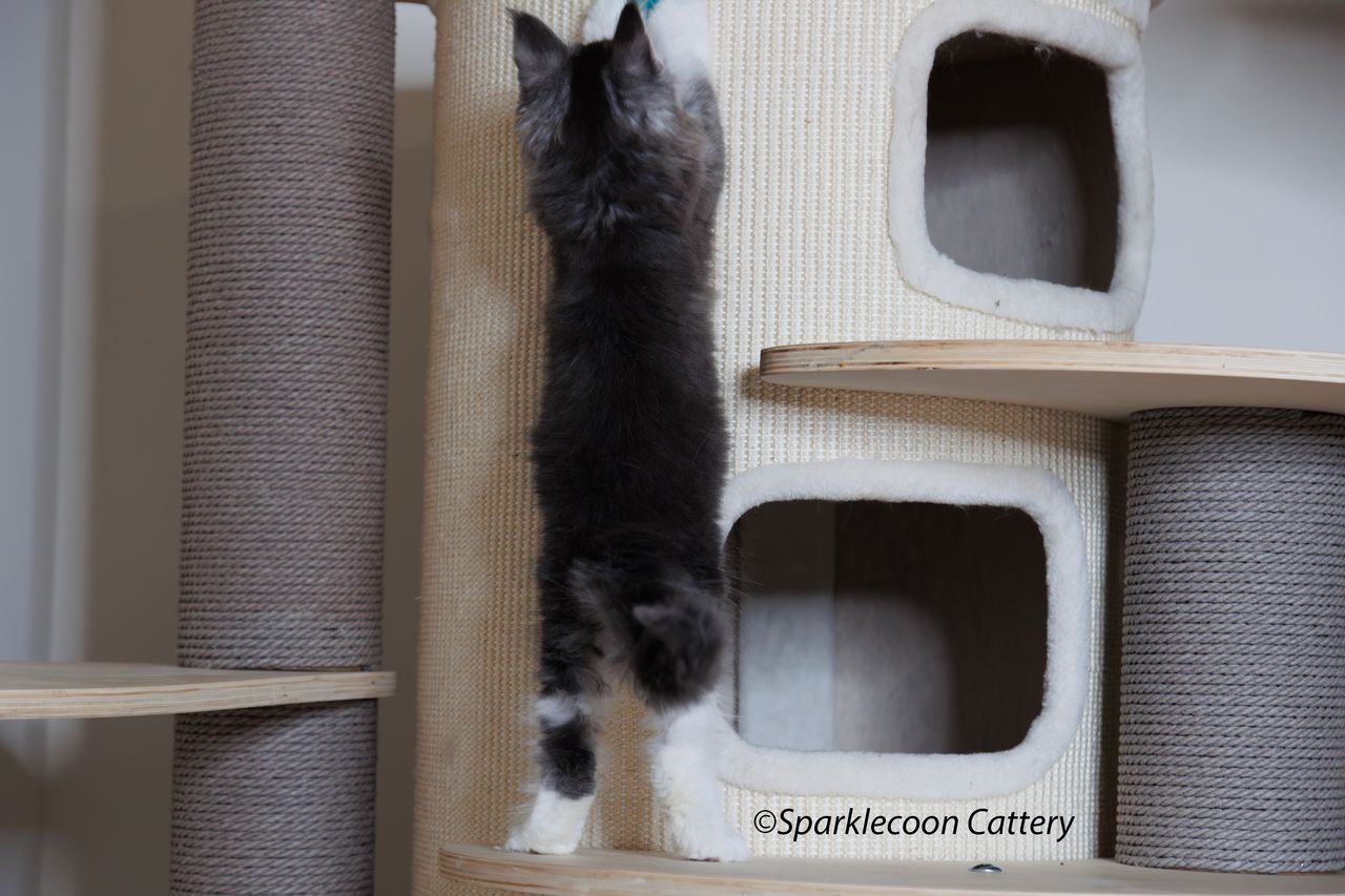 Jordan - Blue Silver Ticked Tabby with White - litter star 2023 11 16 tail 8 — Maine Coon