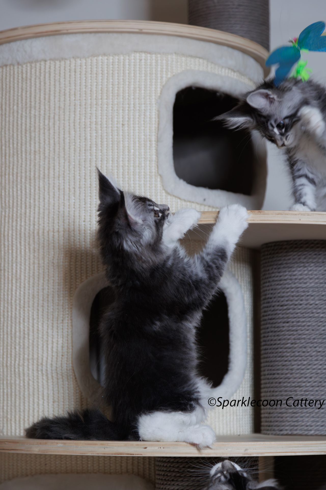 Jordan - Blue Silver Ticked Tabby with White - litter star 2023 11 16 tail 9 — Maine Coon