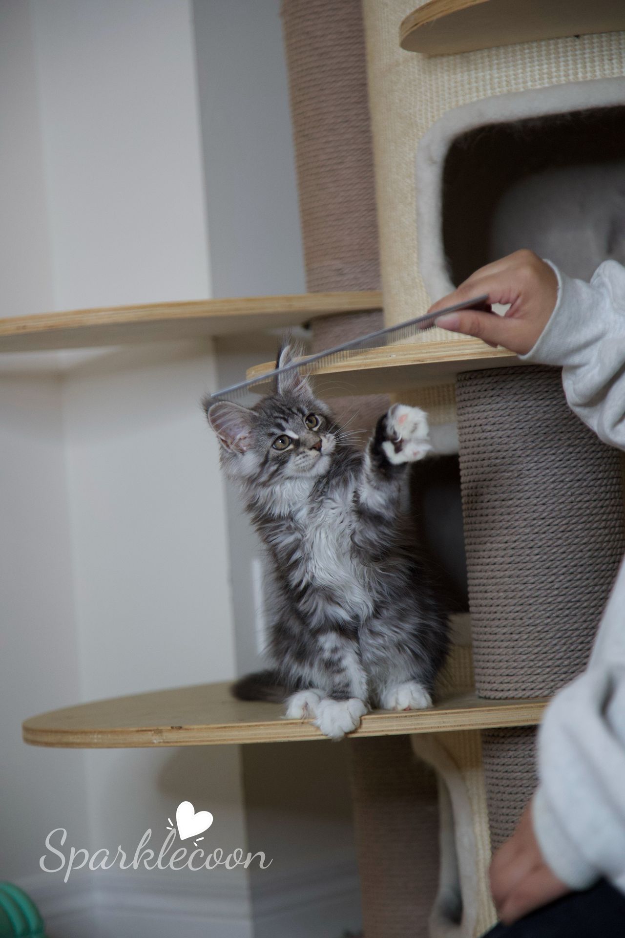 Second Born - Black Silver Classic Tabby with White - litter star 2025 08 02 second born 1 — Maine Coon