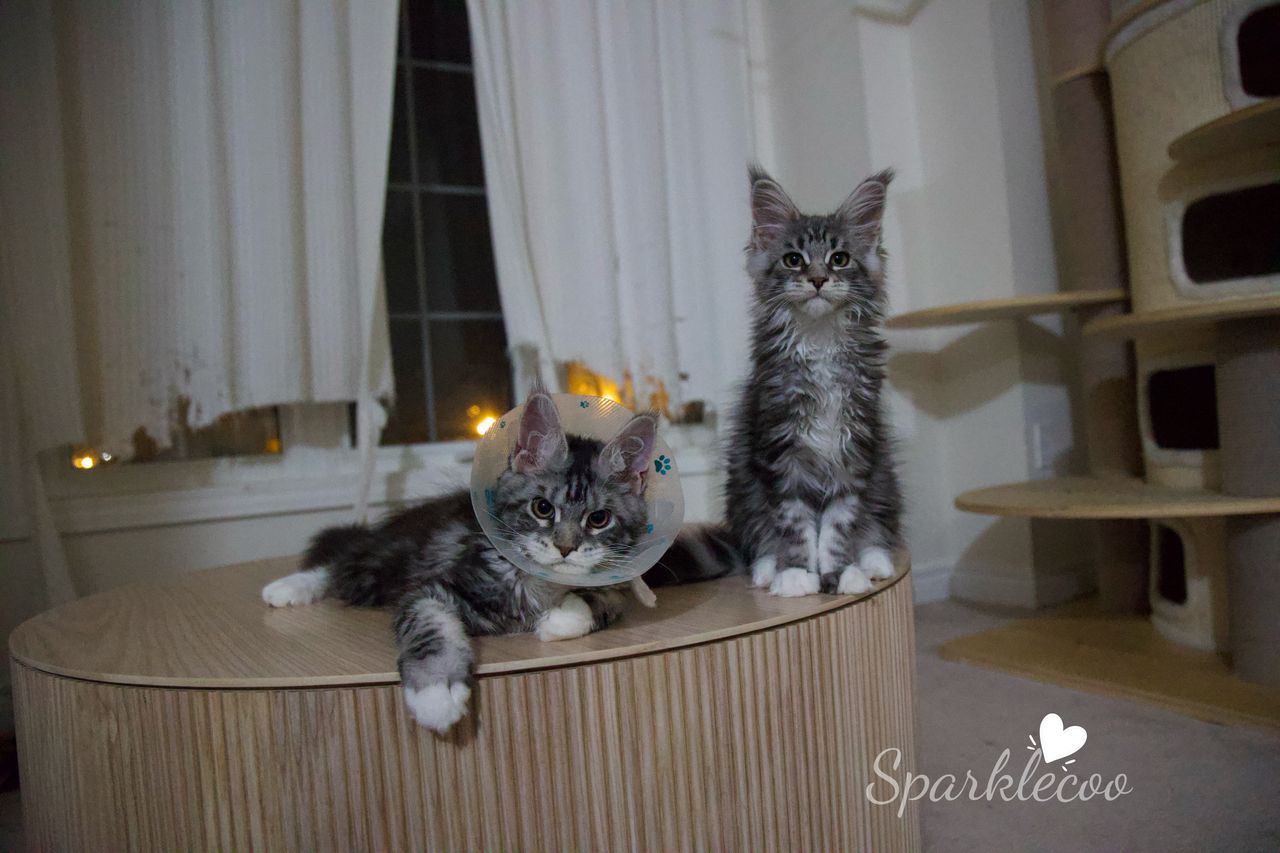 Second Born - Black Silver Classic Tabby with White - litter star 2025 08 02 second born 2 — Maine Coon