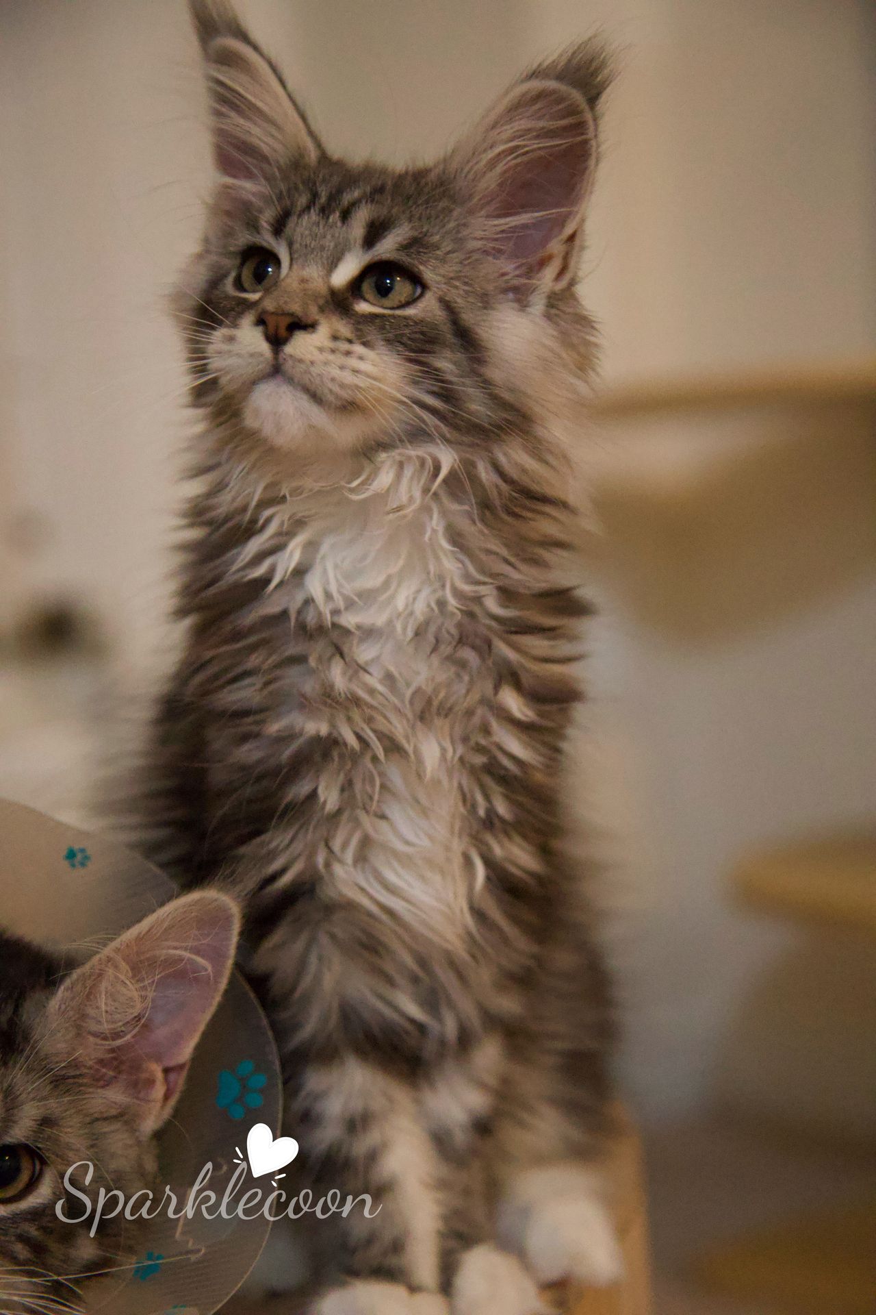 Second Born - Black Silver Classic Tabby with White - litter star 2025 08 02 second born 3 — Maine Coon