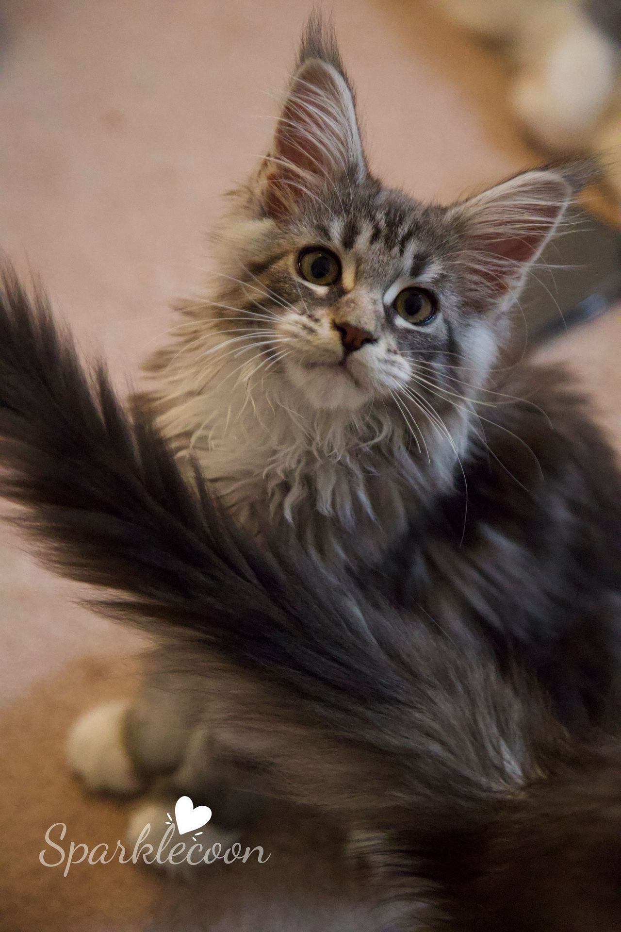 Second Born - Black Silver Classic Tabby with White - litter star 2025 08 02 second born 4 — Maine Coon