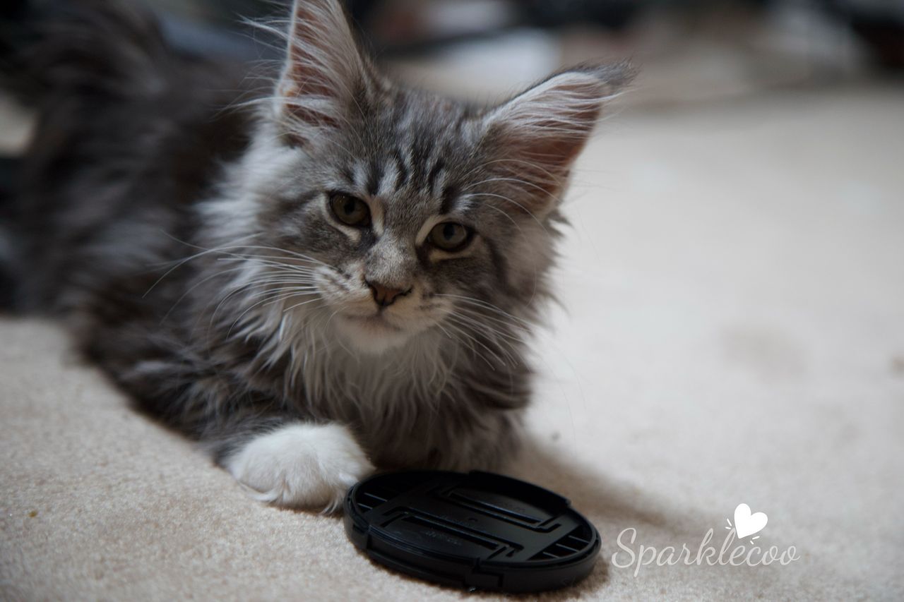 Second Born - Black Silver Classic Tabby with White - litter star 2025 08 02 second born 5 — Maine Coon