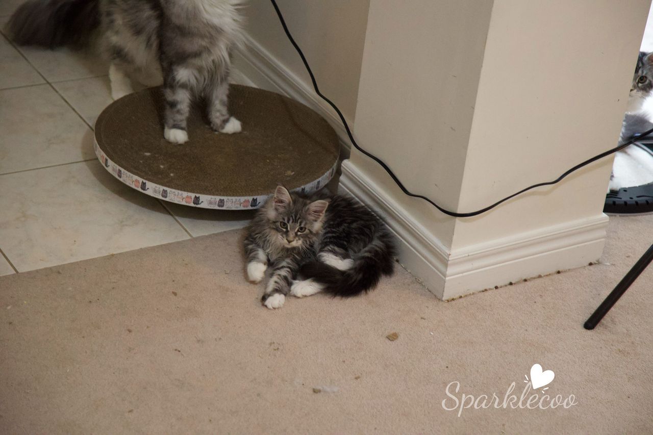 Second Born - Black Silver Classic Tabby with White - litter star 2025 08 02 second born 6 — Maine Coon