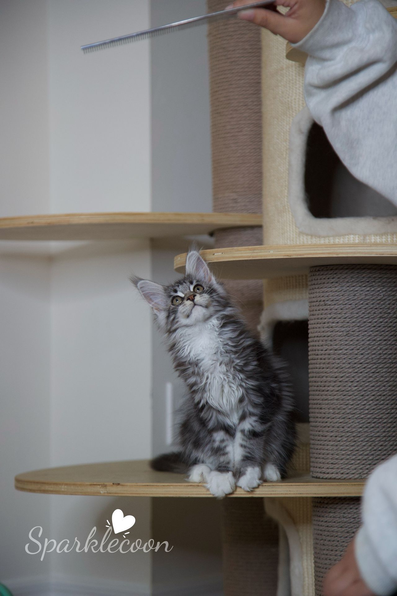 Second Born - Black Silver Classic Tabby with White - litter star 2025 08 02 second born 7 — Maine Coon