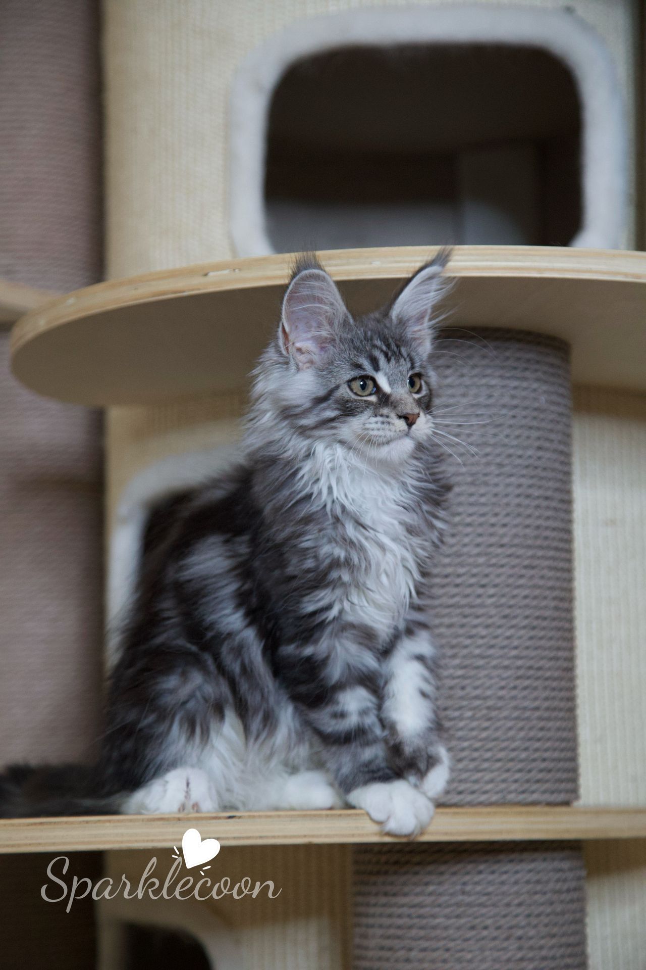 Second Born - Black Silver Classic Tabby with White - litter star 2025 08 02 second born 8 — Maine Coon