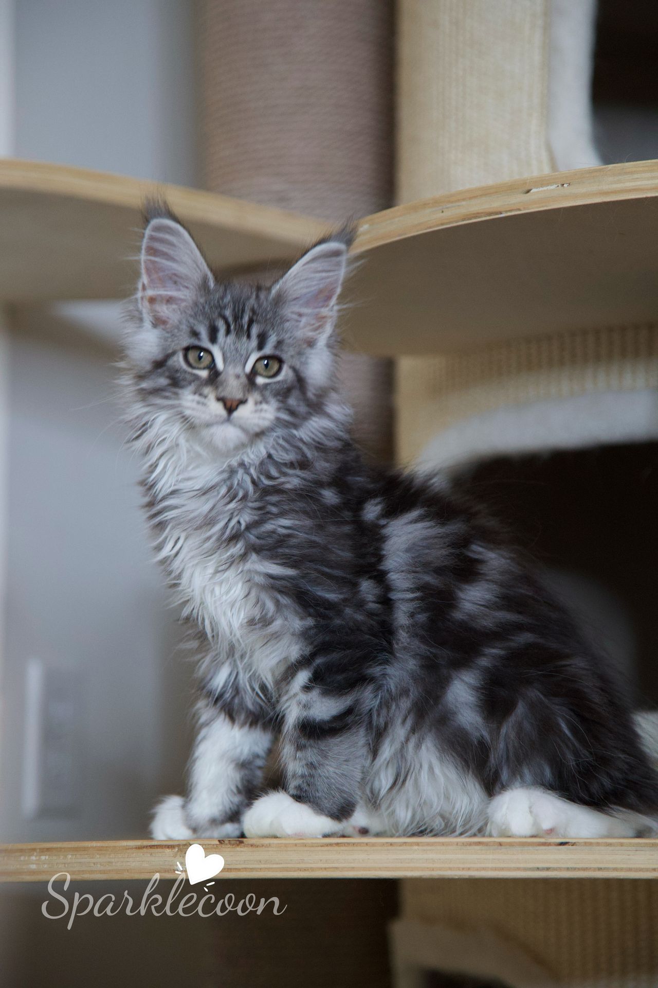 Second Born - Black Silver Classic Tabby with White - litter star 2025 08 02 second born 9 — Maine Coon