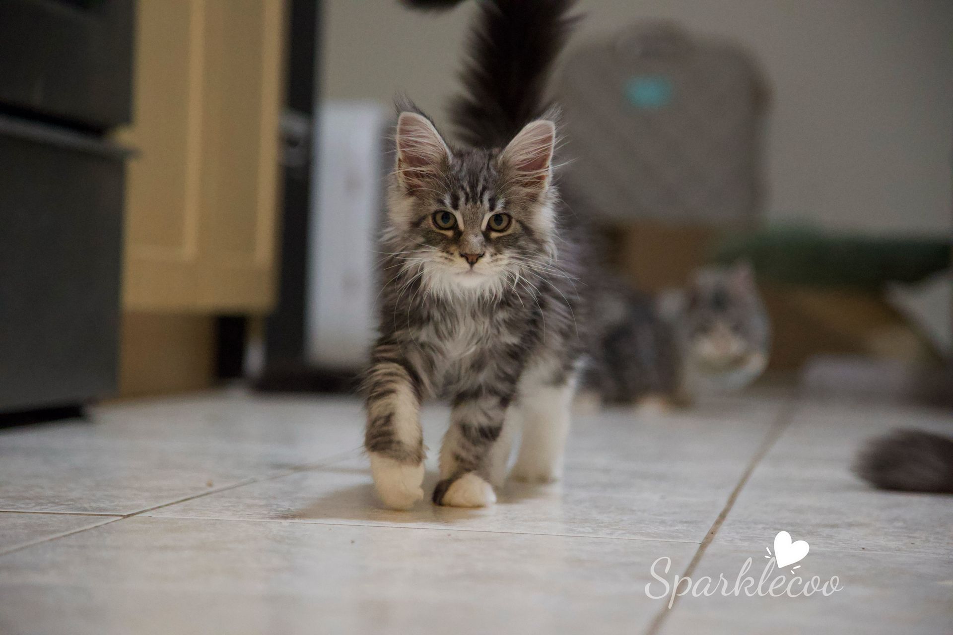 Zima Su - Maine Coon Kitten