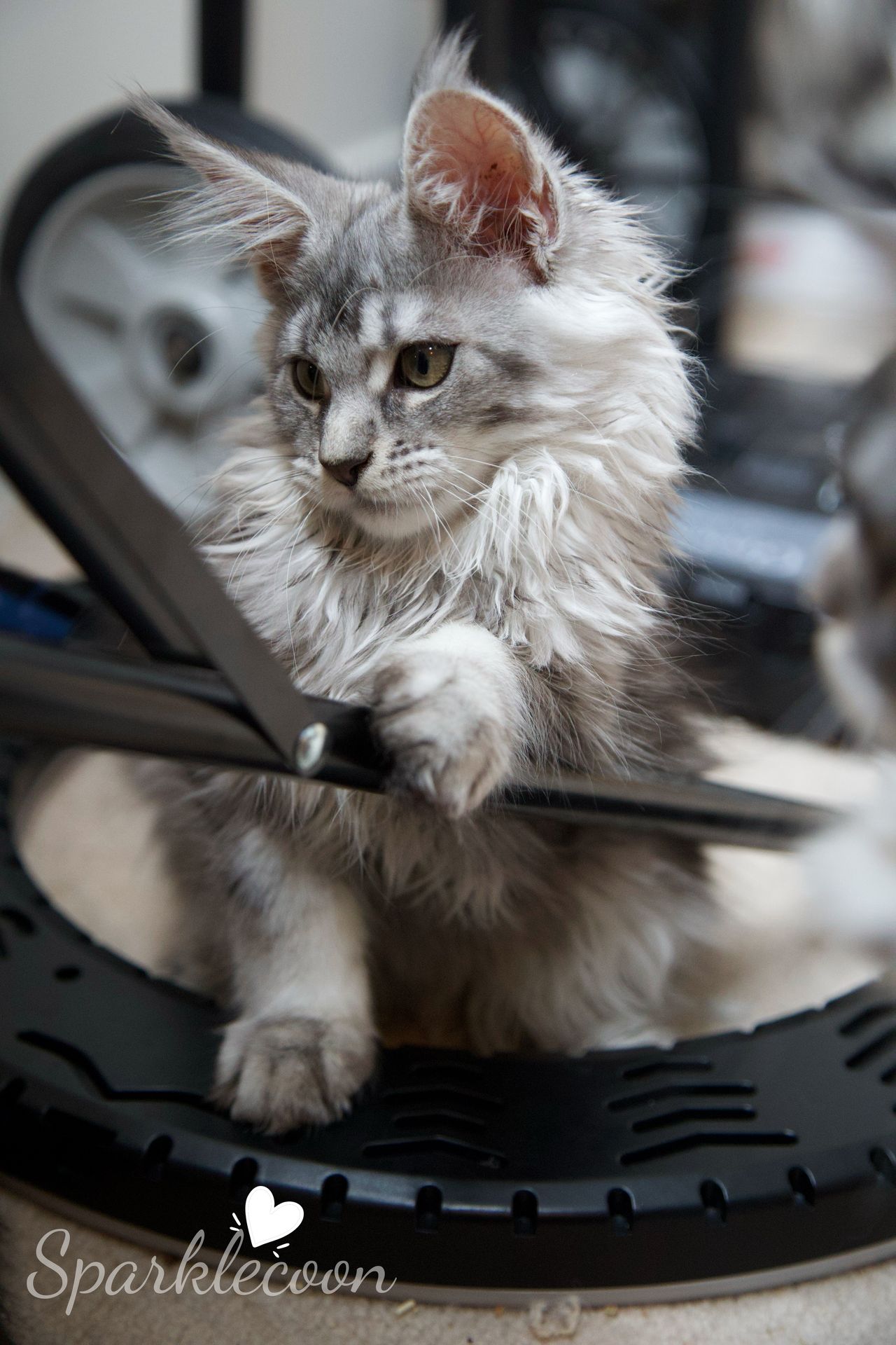 Silkie - Black Silver Ticked Tabby - litter star 2025 08 02 silkie 1 — Maine Coon