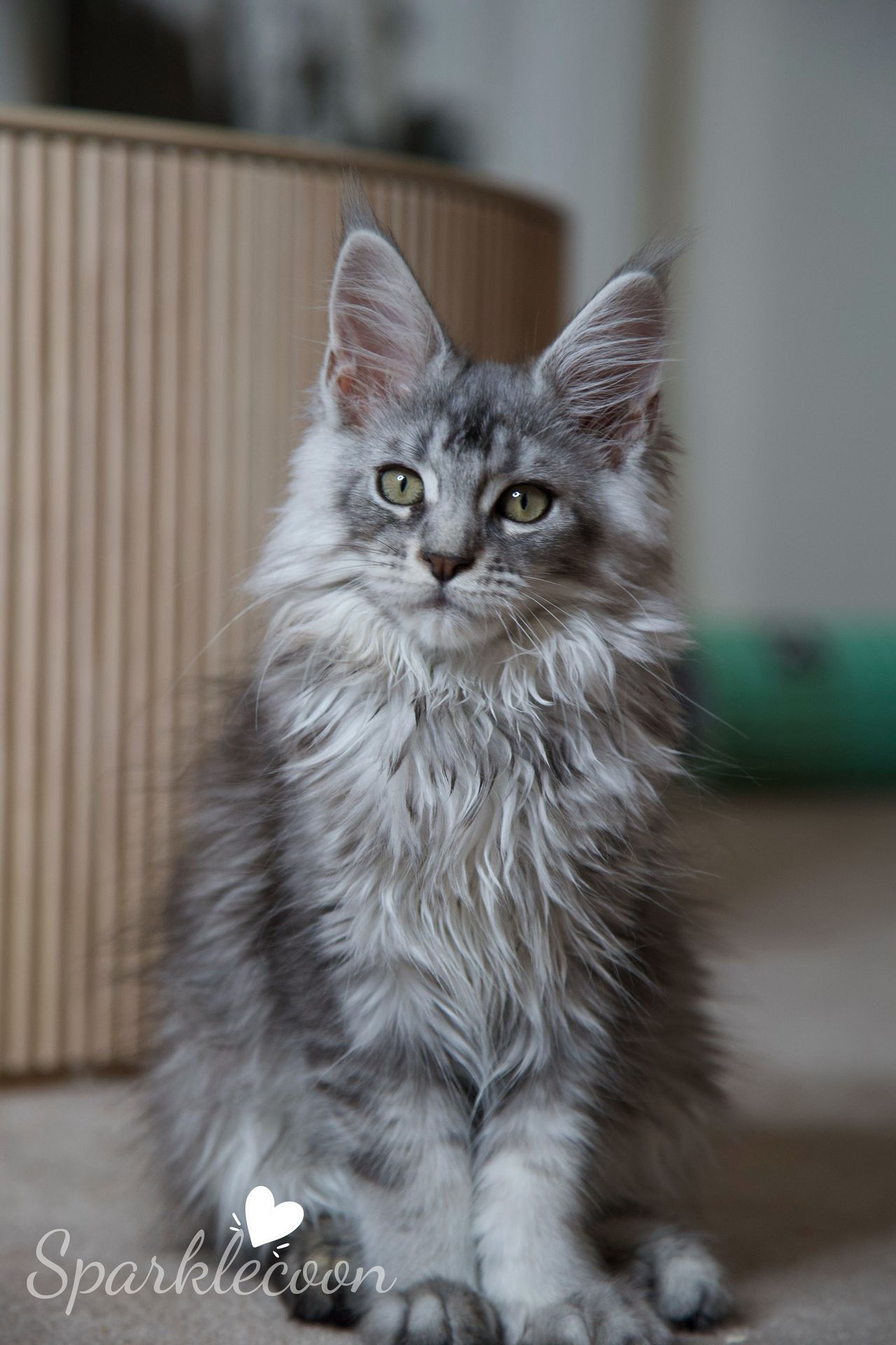 Silkie - Black Silver Ticked Tabby - litter star 2025 08 02 silkie 10 — Maine Coon