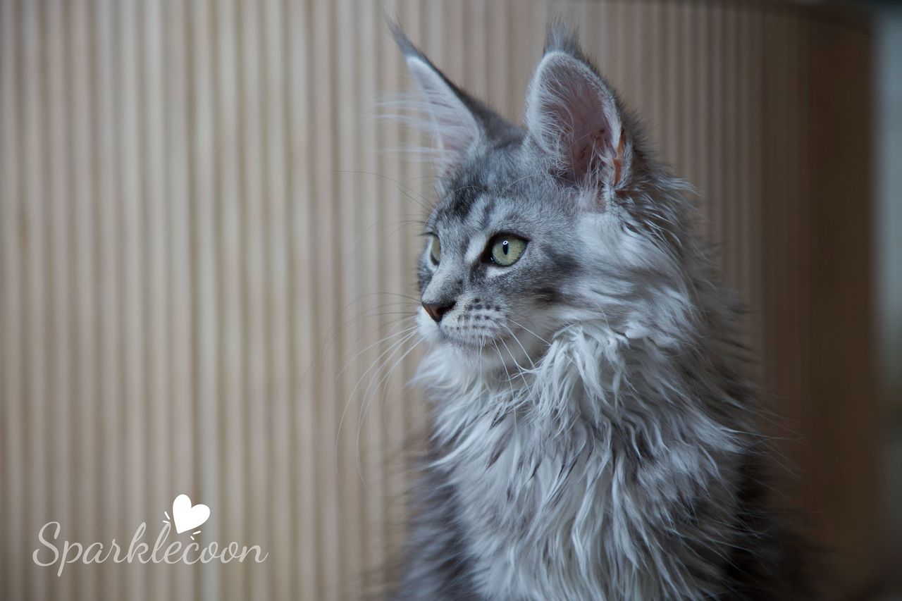 Silkie - Black Silver Ticked Tabby - litter star 2025 08 02 silkie 11 — Maine Coon