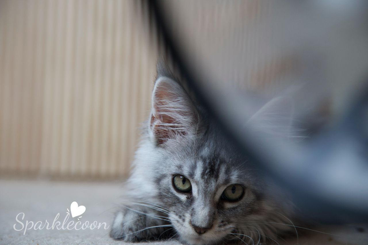 Silkie - Black Silver Ticked Tabby - litter star 2025 08 02 silkie 12 — Maine Coon