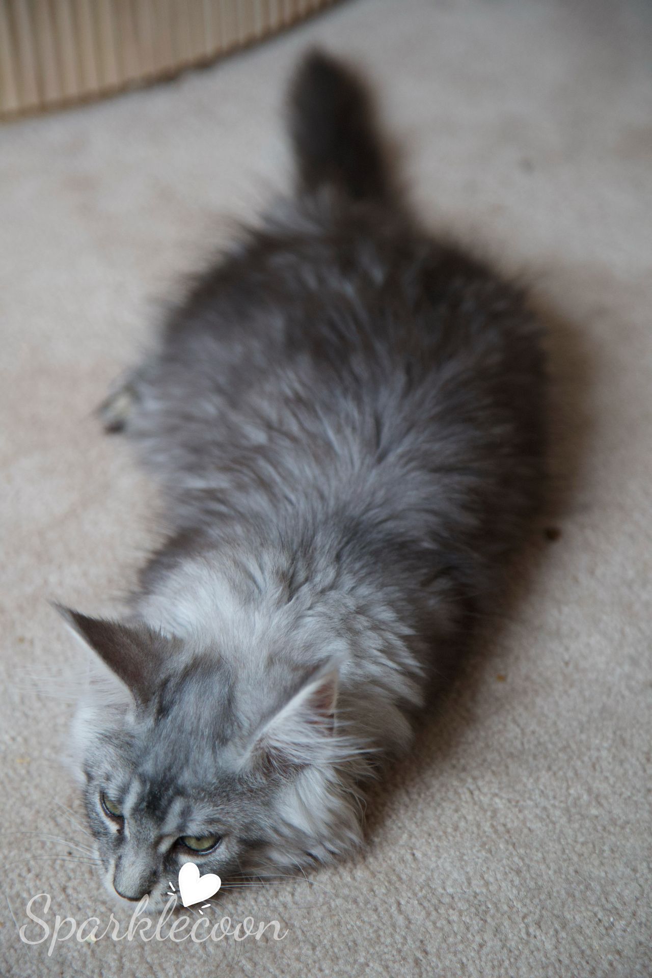 Silkie - Black Silver Ticked Tabby - litter star 2025 08 02 silkie 13 — Maine Coon