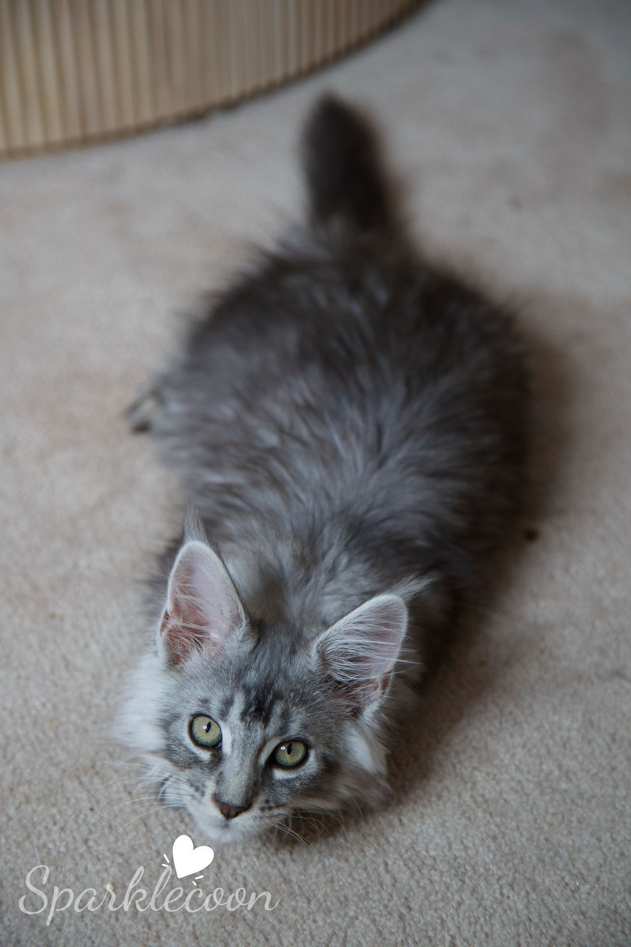 Silkie - Black Silver Ticked Tabby - litter star 2025 08 02 silkie 14 — Maine Coon