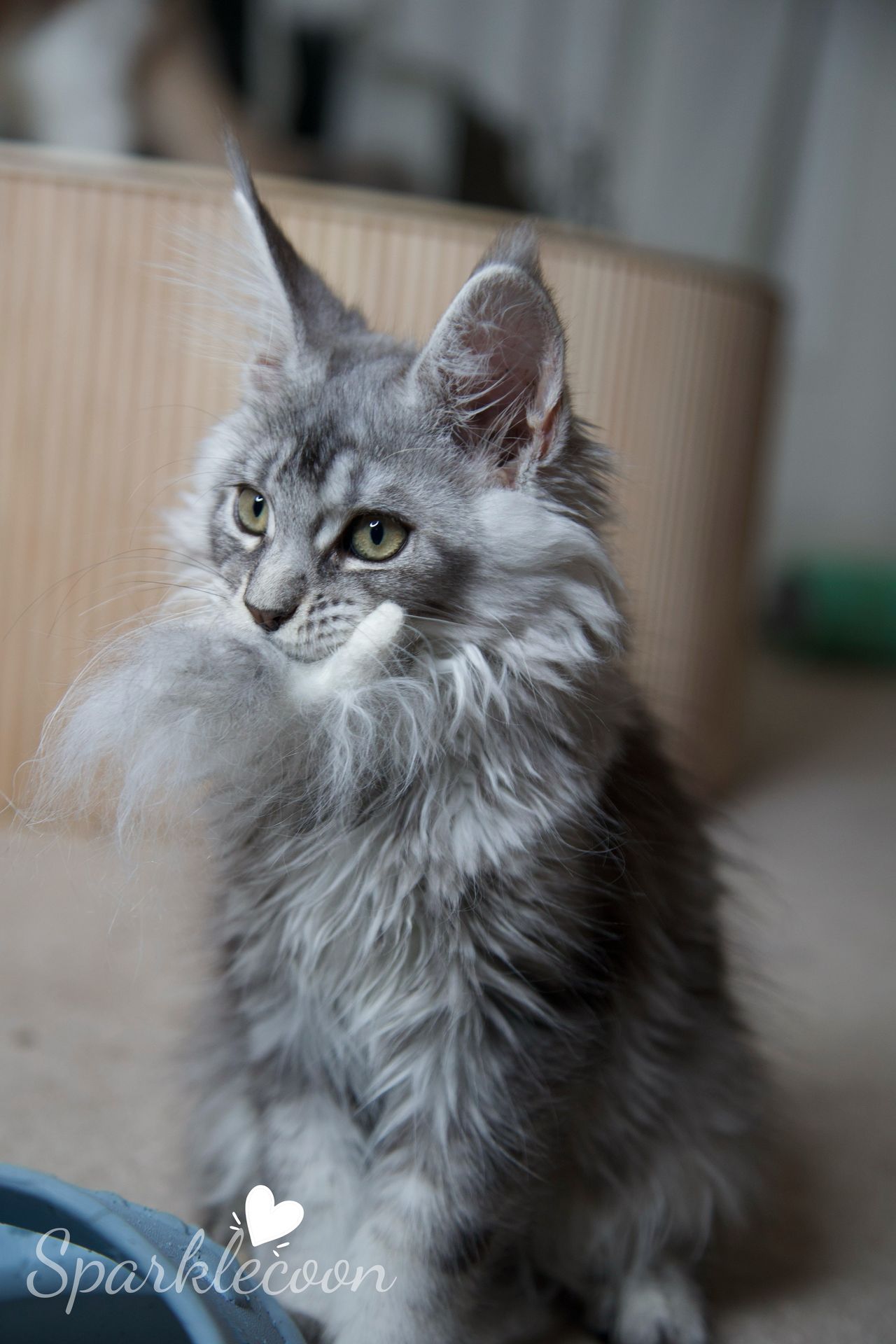 Silkie - Black Silver Ticked Tabby - litter star 2025 08 02 silkie 15 — Maine Coon