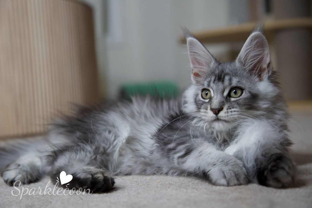 Silkie - Black Silver Ticked Tabby - litter star 2025 08 02 silkie 16 — Maine Coon