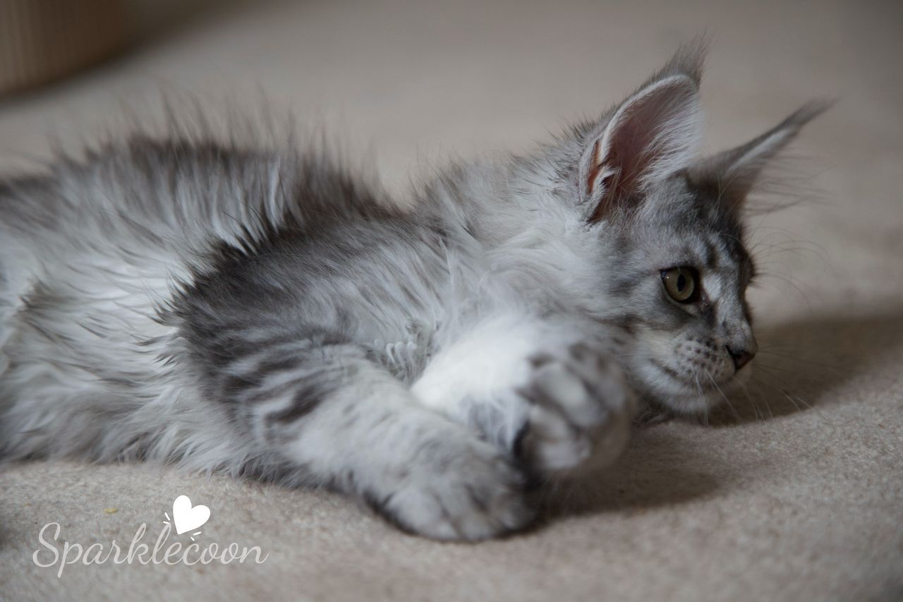 Silkie - Black Silver Ticked Tabby - litter star 2025 08 02 silkie 17 — Maine Coon