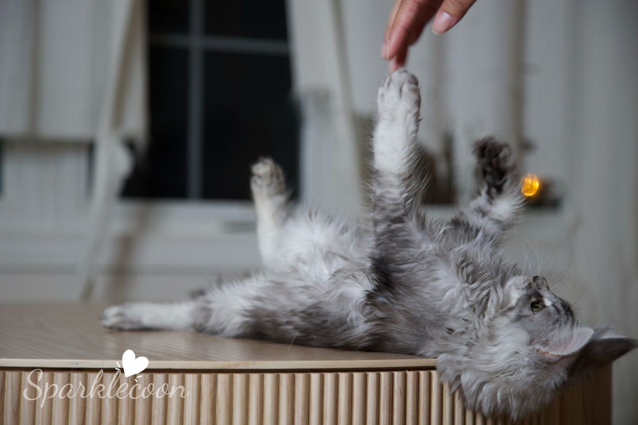 Silkie - Black Silver Ticked Tabby - litter star 2025 08 02 silkie 2 — Maine Coon