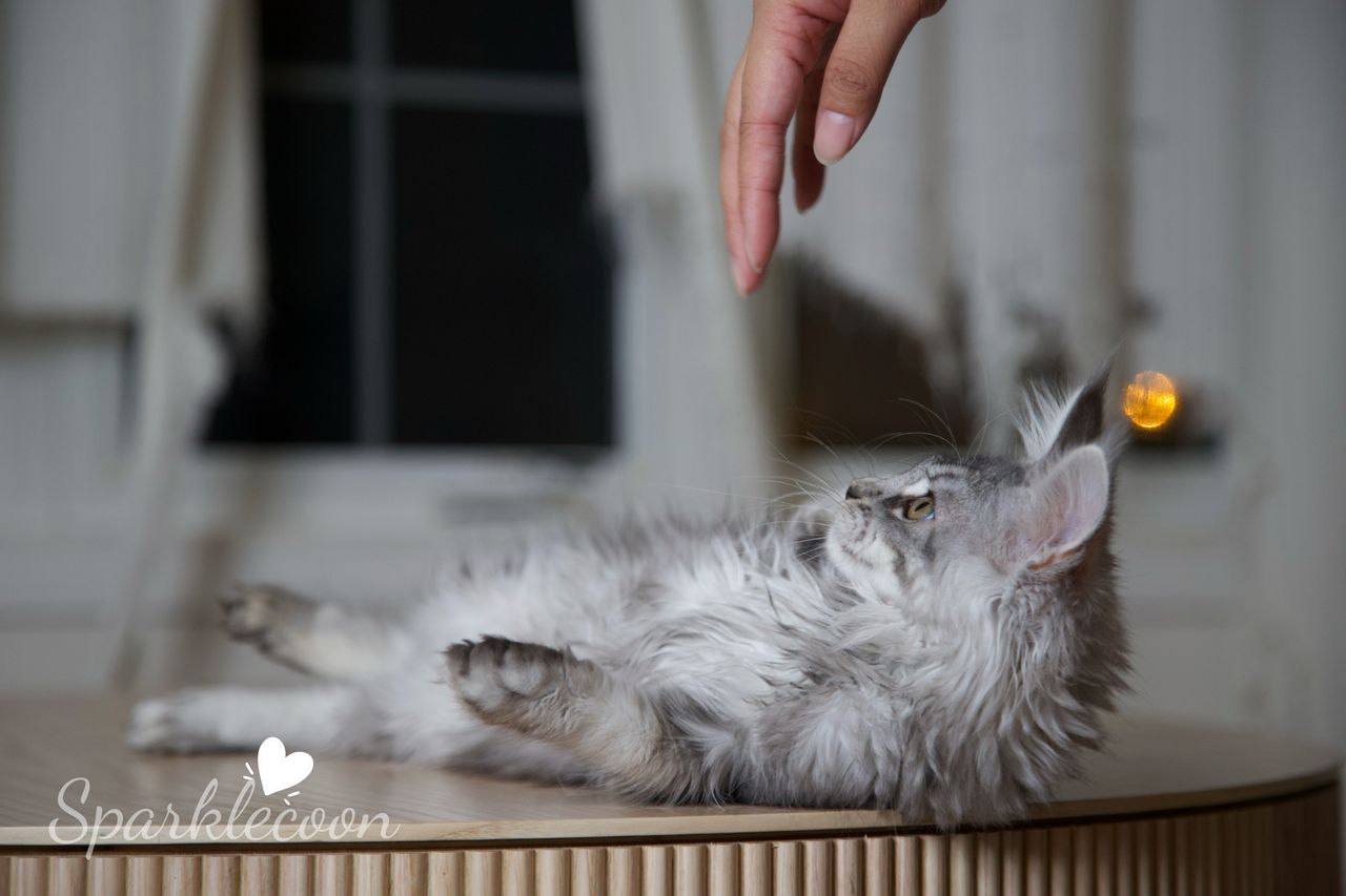 Silkie - Black Silver Ticked Tabby - litter star 2025 08 02 silkie 3 — Maine Coon