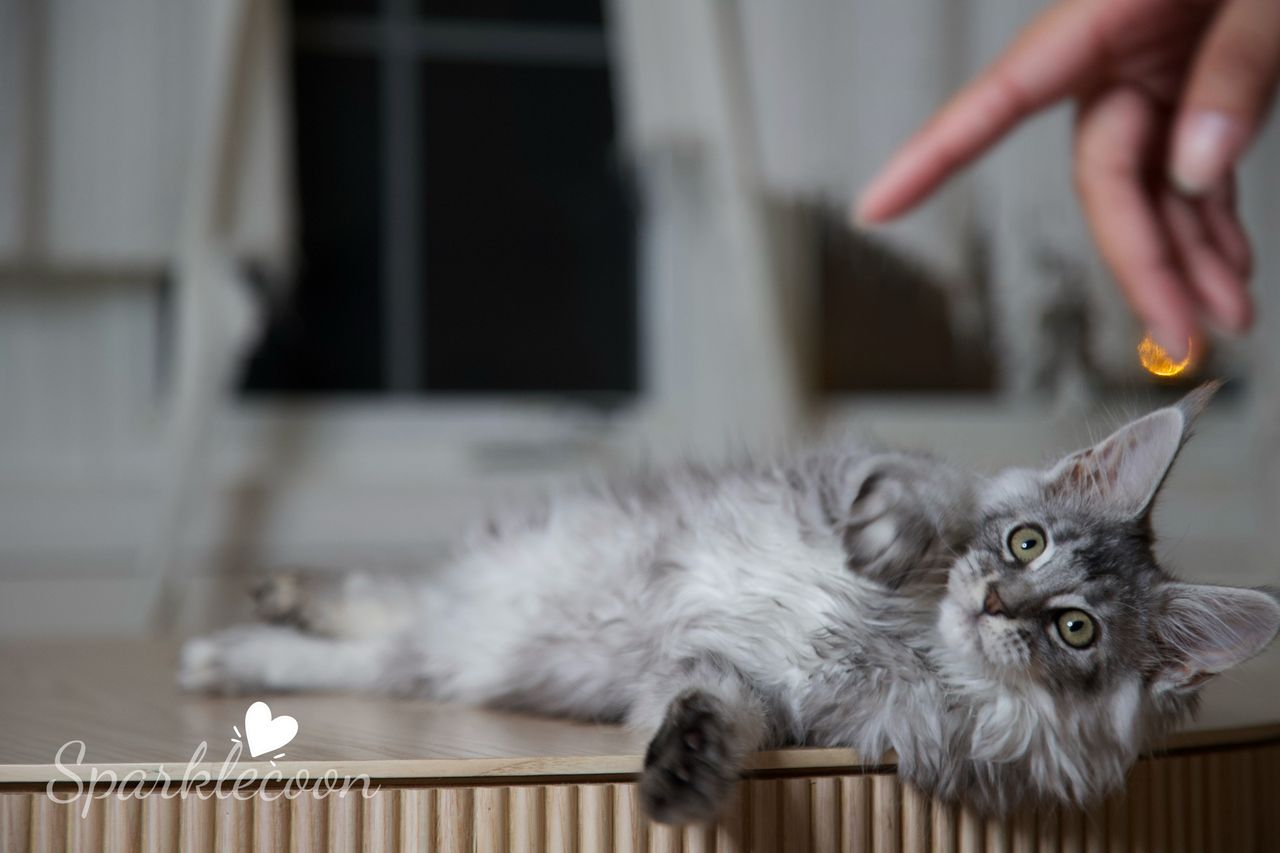 Silkie - Black Silver Ticked Tabby - litter star 2025 08 02 silkie 4 — Maine Coon