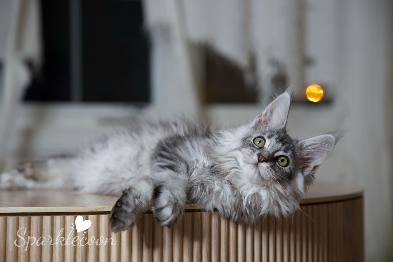 Silkie - Black Silver Ticked Tabby - litter star 2025 08 02 silkie 5 — Maine Coon