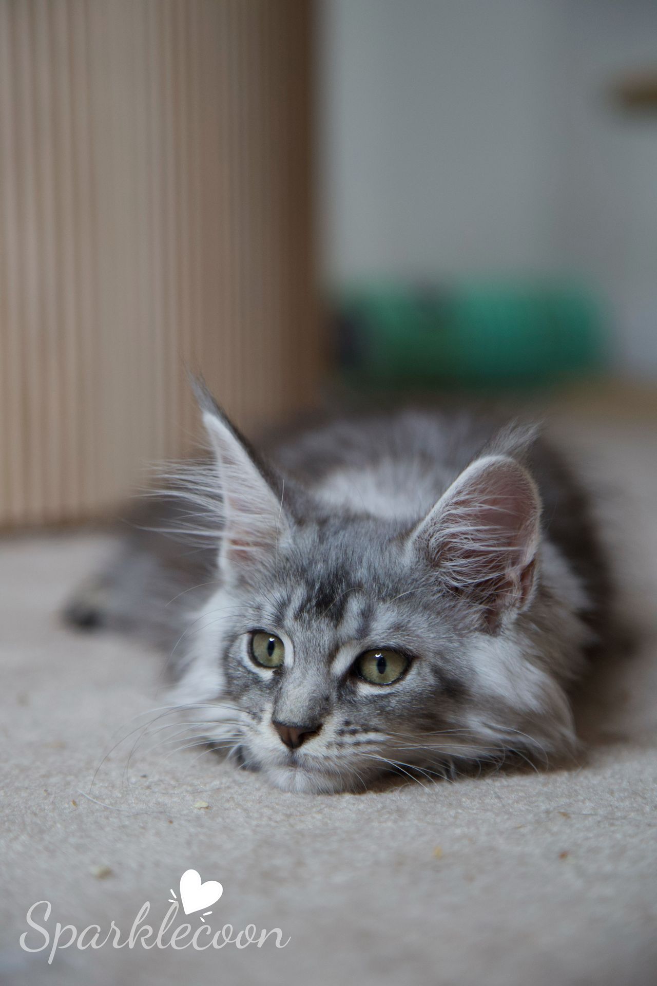 Silkie - Black Silver Ticked Tabby - litter star 2025 08 02 silkie 6 — Maine Coon