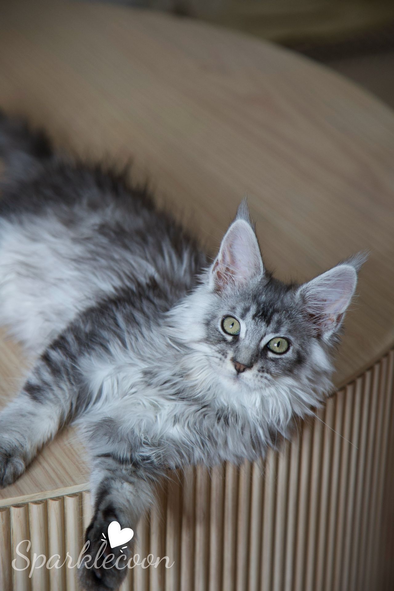 Silkie - Black Silver Ticked Tabby - litter star 2025 08 02 silkie 7 — Maine Coon