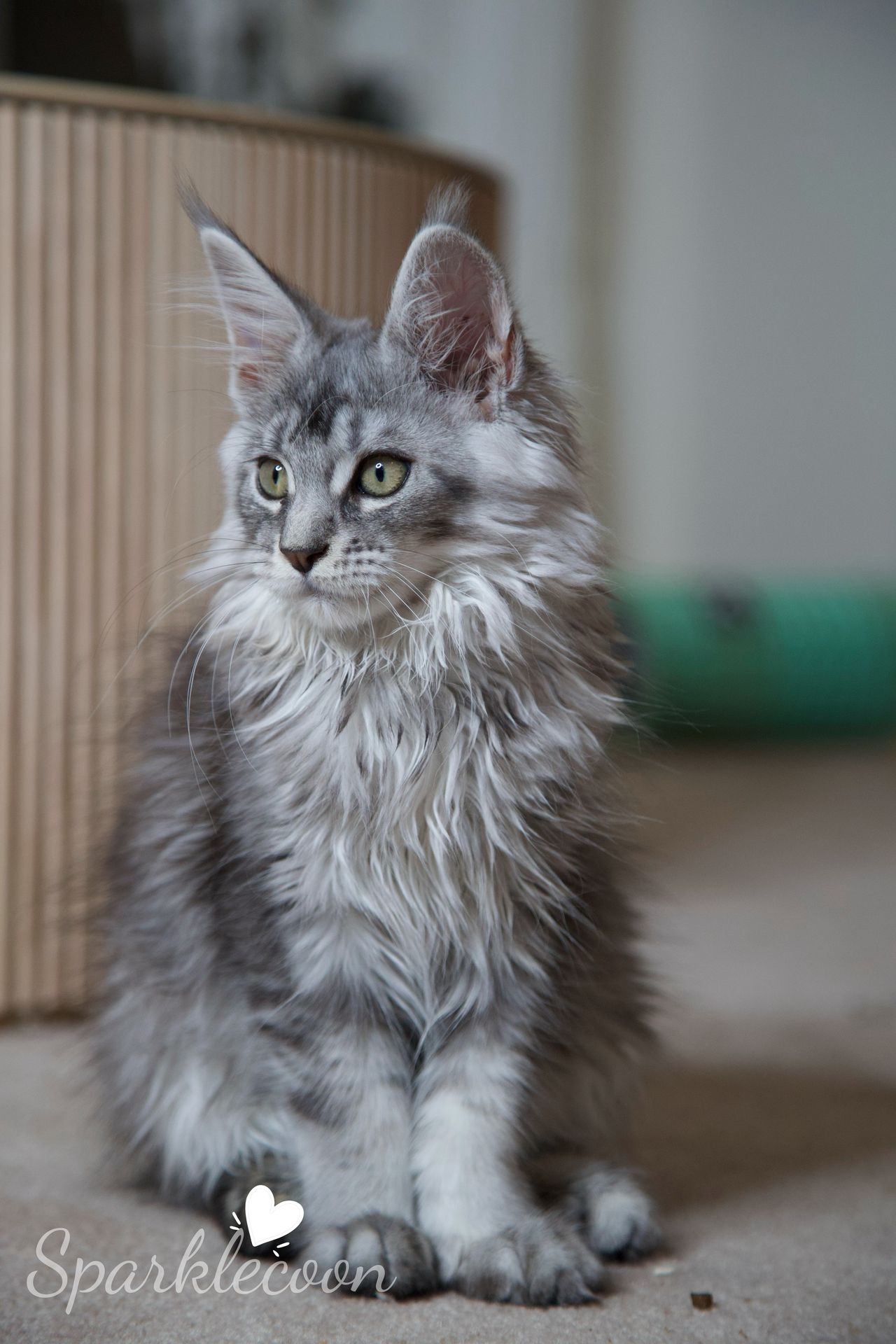 Silkie - Black Silver Ticked Tabby - litter star 2025 08 02 silkie 8 — Maine Coon