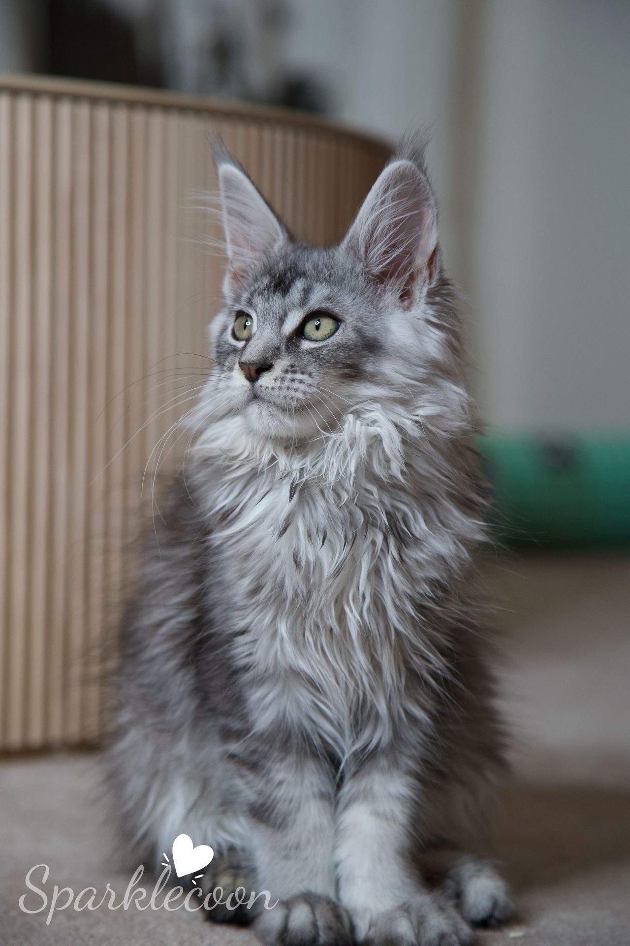 Silkie - Black Silver Ticked Tabby - litter star 2025 08 02 silkie 9 — Maine Coon